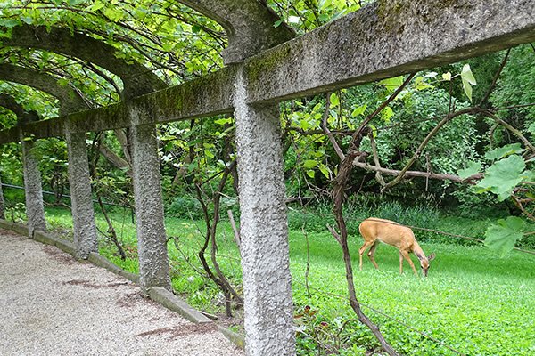 Deer grazing